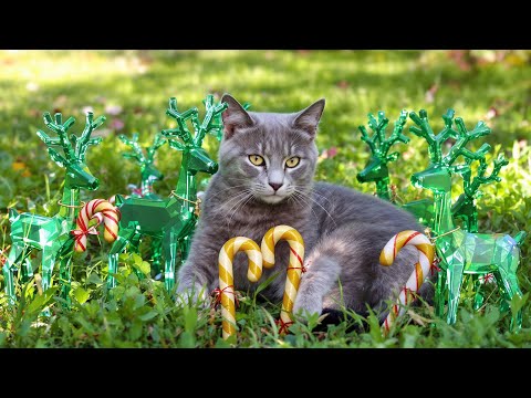 Healing Piano for Cats 💖 Stress Relief & Deep Comfort for Sensitive Felines