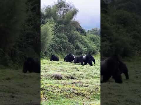 3 days Gorilla Trekking Safari