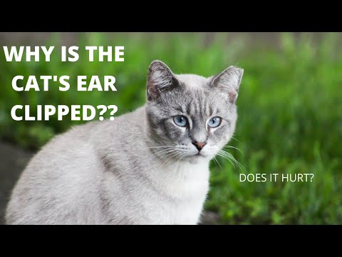 Why Are Cats Ears Clipped