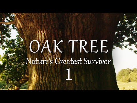 download lagu mp3 mp4 Oak Tree, download lagu Oak Tree gratis, unduh video klip Download Oak Tree Mp3 dan Mp4 Youtube Gratis