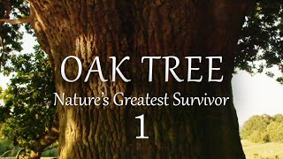 1/2 The Oak Tree, Natures Greatest Survivor - August to February