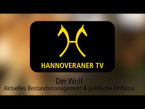 Hannoveraner TV - Der Wolf: aktuelles Bestandsmanagement & politische Einflüsse