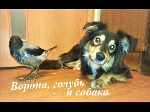 Ворона, голубь и собака