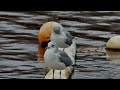 Common Gulls At The Lido
