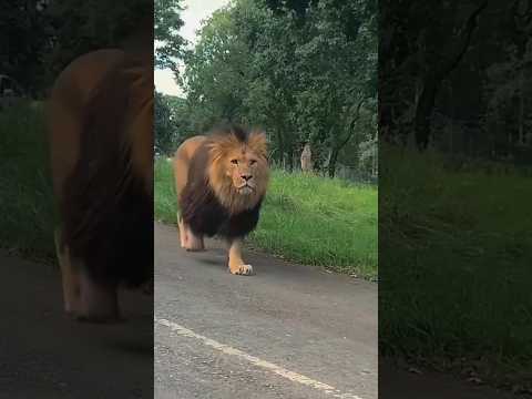 Most Dangerous Lion 🦁 / National Geographic / #youtubeshorts #viralshorts  #nationalgeographic