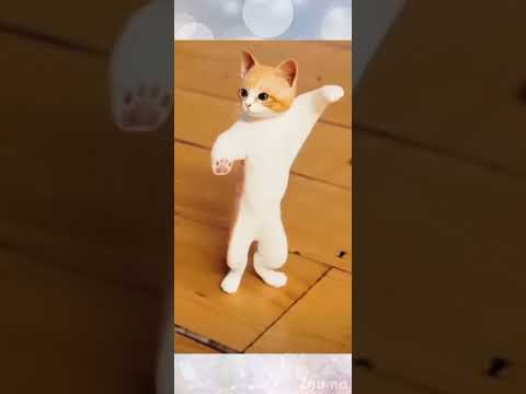 dancing cat part 5 ( jinga Lala hoo hoo 🤪 )