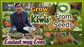 How to grow Kiwi Plants from fresh fruit Seeds , A totally New Method , Days 0-75