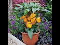 how to grow beautiful bell peppers in containers