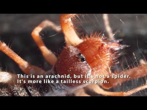 Wind Scorpion (AKA Camel Spider, Sun Spider, or Solifuge)