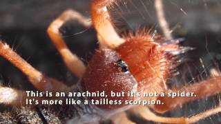 Wind Scorpion (AKA Camel Spider, Sun Spider, or Solifuge)