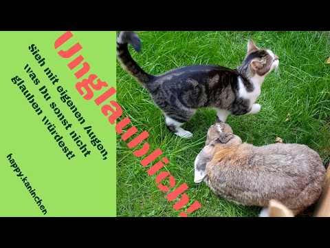 Hasenjagd 🐇🐇🐱