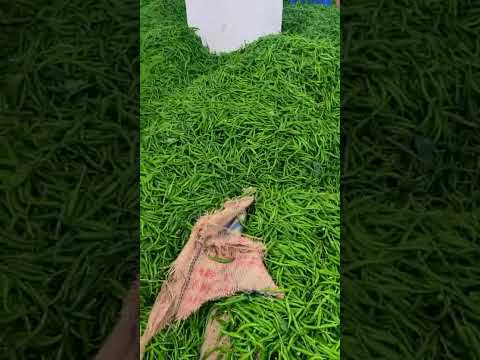Green Chillies video 4