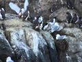 Guillemot chicks jumping off the Farne Islands ...