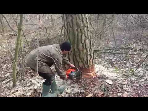 Ścinka drzewa. Oleo Mac 965 w akcji