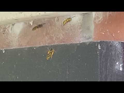 Yellow Jackets Nesting Behind the Aluminum Flashing in Toms River, NJ