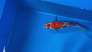 video van Ginrinn Goshiki 2602018