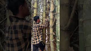 Download lagu Menemukan sarang burung di dalam bambu 🐦‍⬛ #shortsviral #explore #omg #shortsvideo mp3