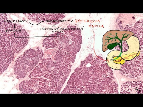 Pankreas Histológia - tráviaci systém