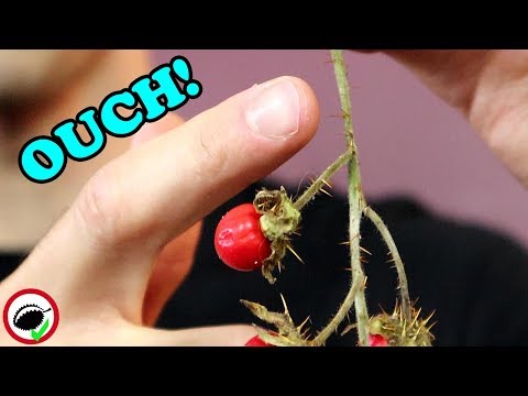 LITCHI TOMATO : Weird Tomato Relative That's Covered in Thorns - Weird Fruit Explorer Ep. 353