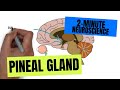 2-Minute Neuroscience: Pineal Gland