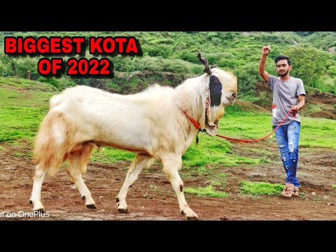 Biggest Kota Goat Of 2022 At Iqra Goats Uran | 41 height | Lambe Kaan| Drill Sikke | Rubabdar Kota
