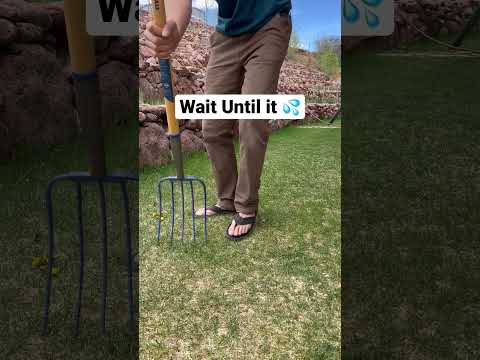 Try this for Greener Lawn