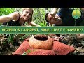 The World S Largest Smelliest Flower Maddie Moate