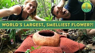 The World&#39;s Largest, Smelliest Flower?! | Maddie Moate