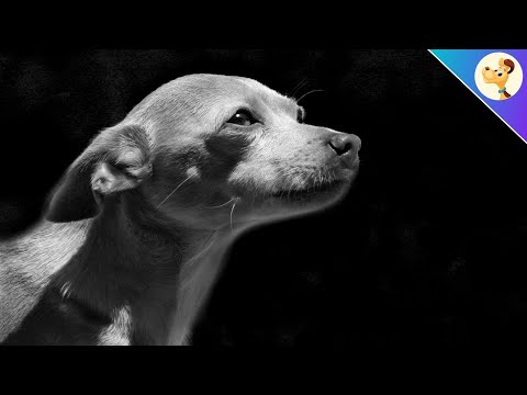 Wie du weißt, ob dein Hund sterben wird...