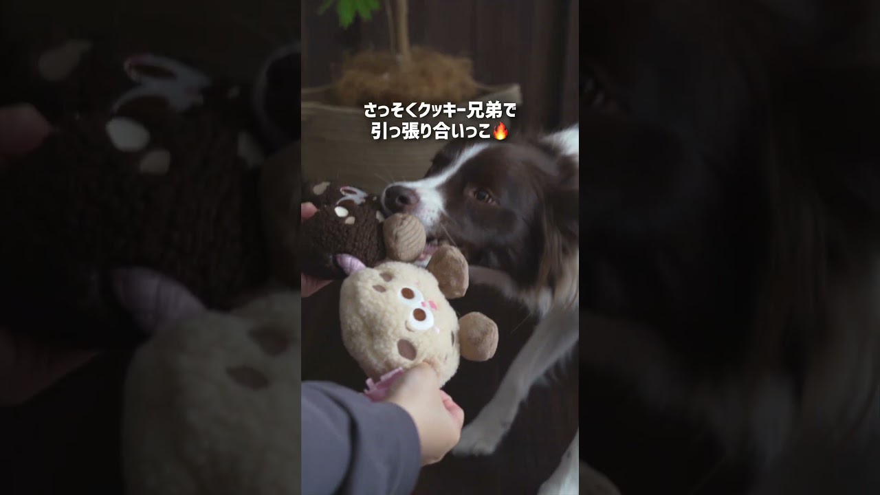 愛犬たちにクッキー🍪あげてみたら大満足のようです #犬のいる生活 #doggybox