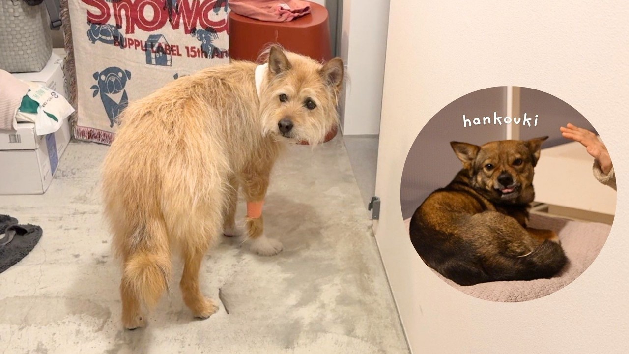 もうパパにお小言いうポテと反抗期のチャーリー｜甲状腺腫瘍手術の夜