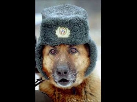 download lagu mp3 mp4 армейские песни скачать бесплатно, download lagu армейские песни скачать бесплатно gratis, unduh video klip армейские песни скачать бесплатно
