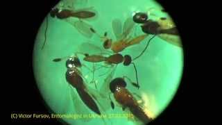 preview picture of video 'Under Microscope:  Pteromalidae, Diapriidae, Encyrtidae, Scelionidae 01.03.2015'