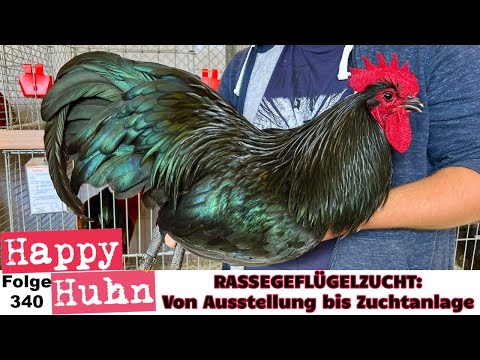Hühner züchten wie die Profis! Von Ausstellung bis Geflügelzucht-Anlage HAPPY HUHN E340 #hühnerzucht