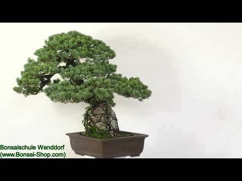 Japanische Mädchenkiefer, Bonsai, 60 Jahre, 100cm, OPINPAR601-01