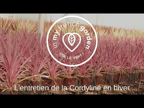 , title : 'L'entretien de la Cordyline en hiver'