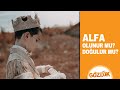 Alfa Kişilik Nedir Alfa Erkek Nasıl Olunur