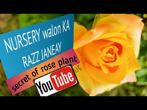 GLAB K PODY PER ZYADA Sy zyada sy zyada flower hasil kry..