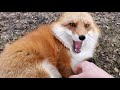 The Foxes Love Me Finnegan And Dixie