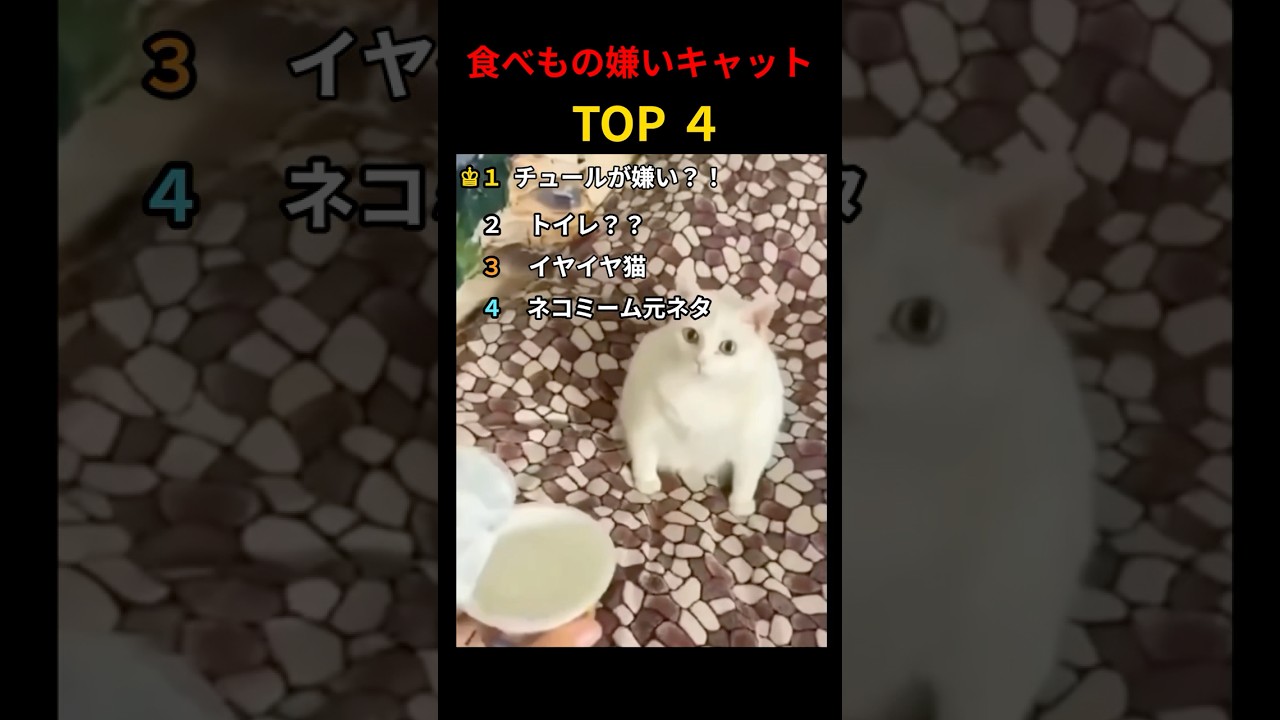 食べ物きらいキャットTOP4 #shorts