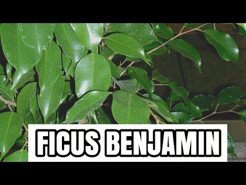 , title : 'Ficus Benjamin | Riproduzione per Talea'