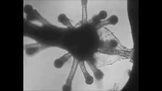 The Angelic Process - Missing The Space Around You