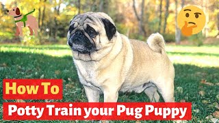 How to Potty train a puppy pug? Easy yet Effective Working Technique