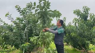 체리여름전정 세력강한거 4년생 2020.7.6