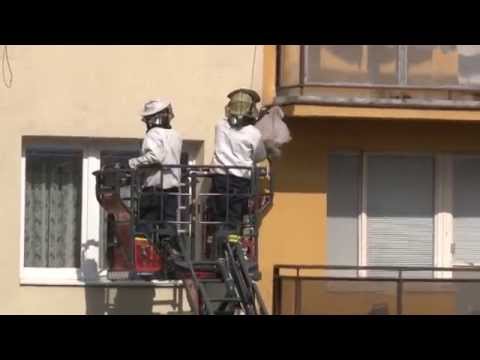 Sršne v Liptovskom Hrádku