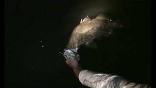 preview picture of video 'Barramundi Jumping, Catch and Release, Kinchent Dam!!'