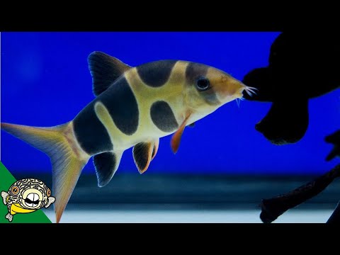Sumček klaun (Chromobotia macracanthus) — kompletný sprievodca chovom a starostlivosťou (Aquarium Co-Op)