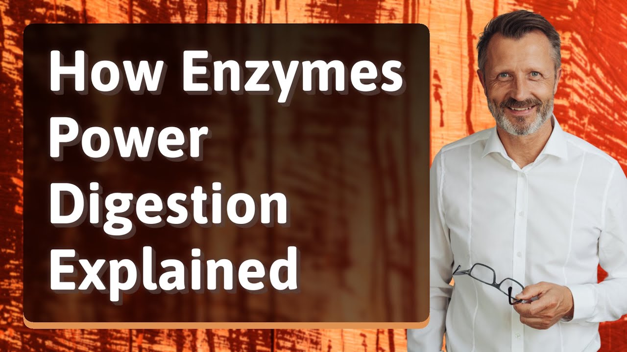 How Enzymes Power Digestion Explained