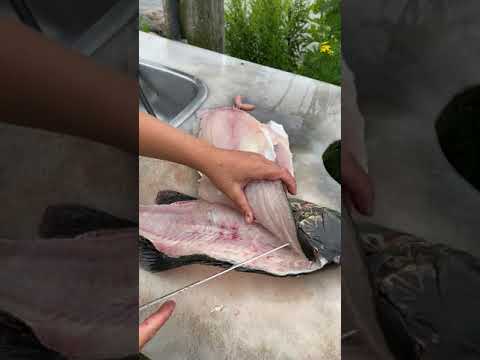 Filleting a 5.5 Pound Smallmouth Bass