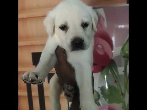 Labrador puppies available at pondicherry more details 8754251545